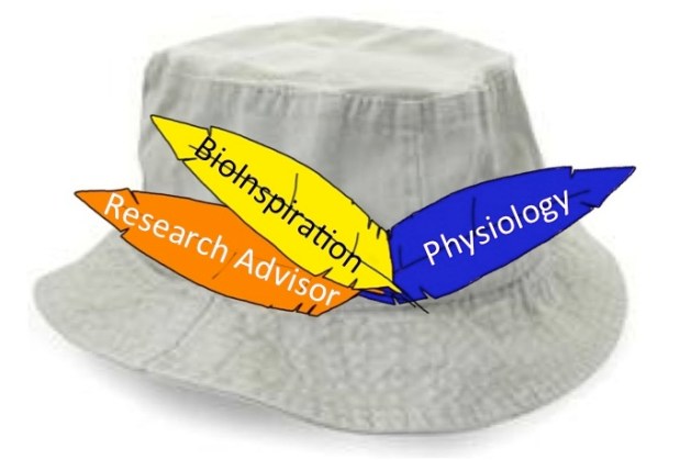 The many feathers in all my&nbsp;caps.