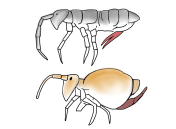 CollembolaBoth