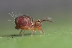 Globular Springtail Dicyrtomina saundersi. Body length = 1.7mm. Picture by Lord V. Used with permission.