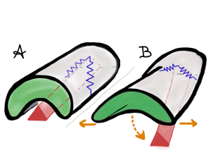 Click mechanism model of the furca. The furca, at rest, is retracted into an abdominal ventral groove. A pair of "basal rods" (springs) are embedded in ventral and lateral parts of the abdominal sclerites 4 & 5, these springs also attach to the apex of the furca. The spring/click mechanism gets help from muscle and active dorsiflexion of the body, which both help release to spring organ from the groove)