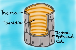 Cross section of tracheal tube. A tracheal tube is comprised of an epidermal outer layer which bathes in hymolymph, an inner intima layer, and taenidia which reinforce the intima layer much like a car's radiator hose is reinforced by coil of steel. (Drawing by Marianne Alleyne)