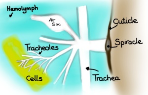 Tracheal System