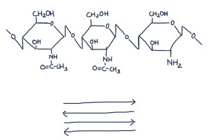 A portion of a chitin chain. In most insect cuticles these chains are arranged in an anti-parallel manner. 