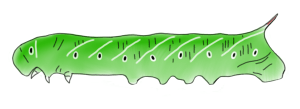 CaterpillarDrawing