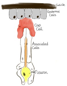 The chordotonal organ is a stretch receptor that senses to what degree the cuticle is being deformed. This deformation can then give information about movement of body parts, gravity (proprioception) and vibrations of the surrounding air (hearing).