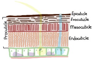 The insect integument. Let's call this meso-level hierarchy. The integument is comprised of an epidermal cell layer and cuticle, all on top of basement membrane. (Drawing by Marianne Alleyne)