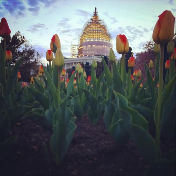 Quorum Sensing On Capitol&nbsp;Hill