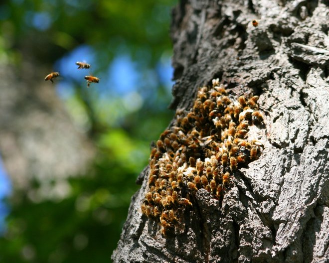 HoneybeeSwarmTree