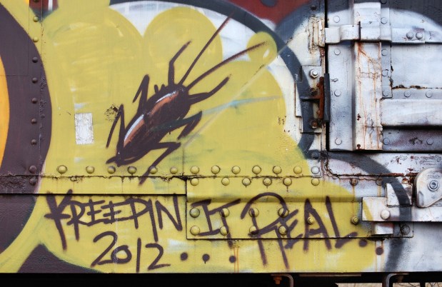 The insect cuticle: (3)&nbsp;self-assembly