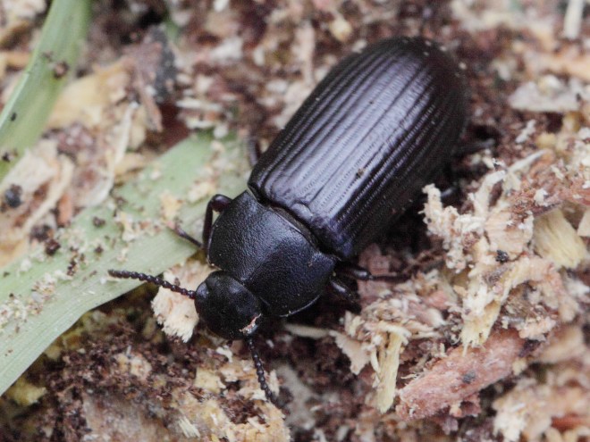 Tenebrio_molitor_(Tenebrionidae)_(9668731725).jpg